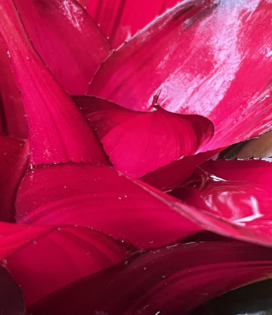 close up of red leaves of a bromeliad