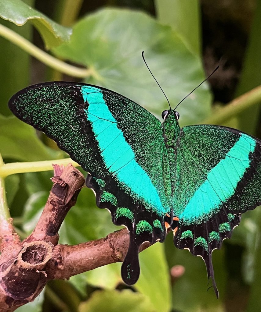 black butterfly with the a wide V shaped marking in teal green