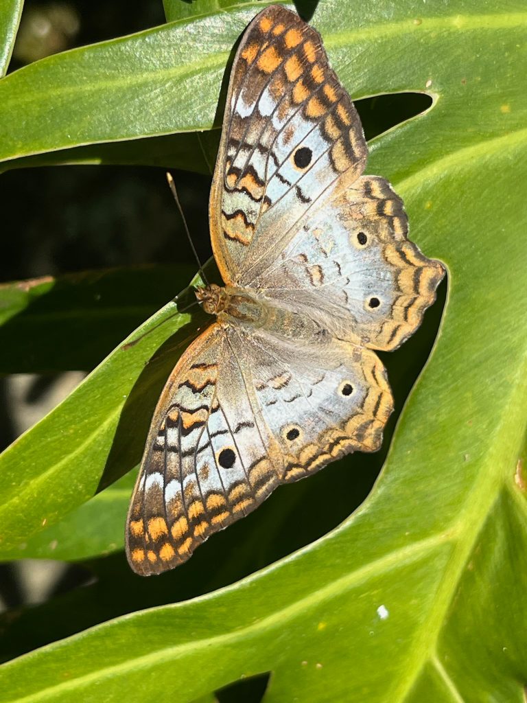 white, tan, and grey butterfly with its wings open