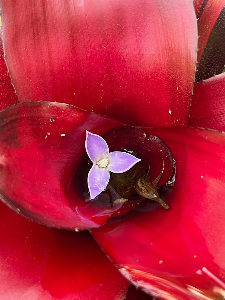 small purple flower at the center of a red bromeliad