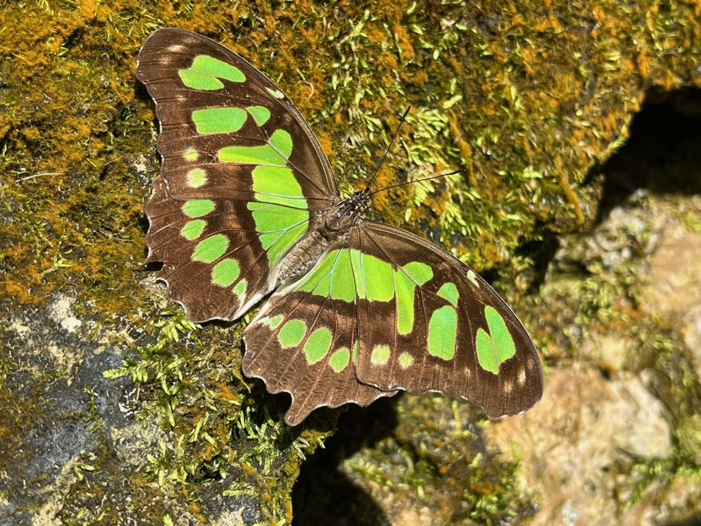 green and grown butterfly with its wings open