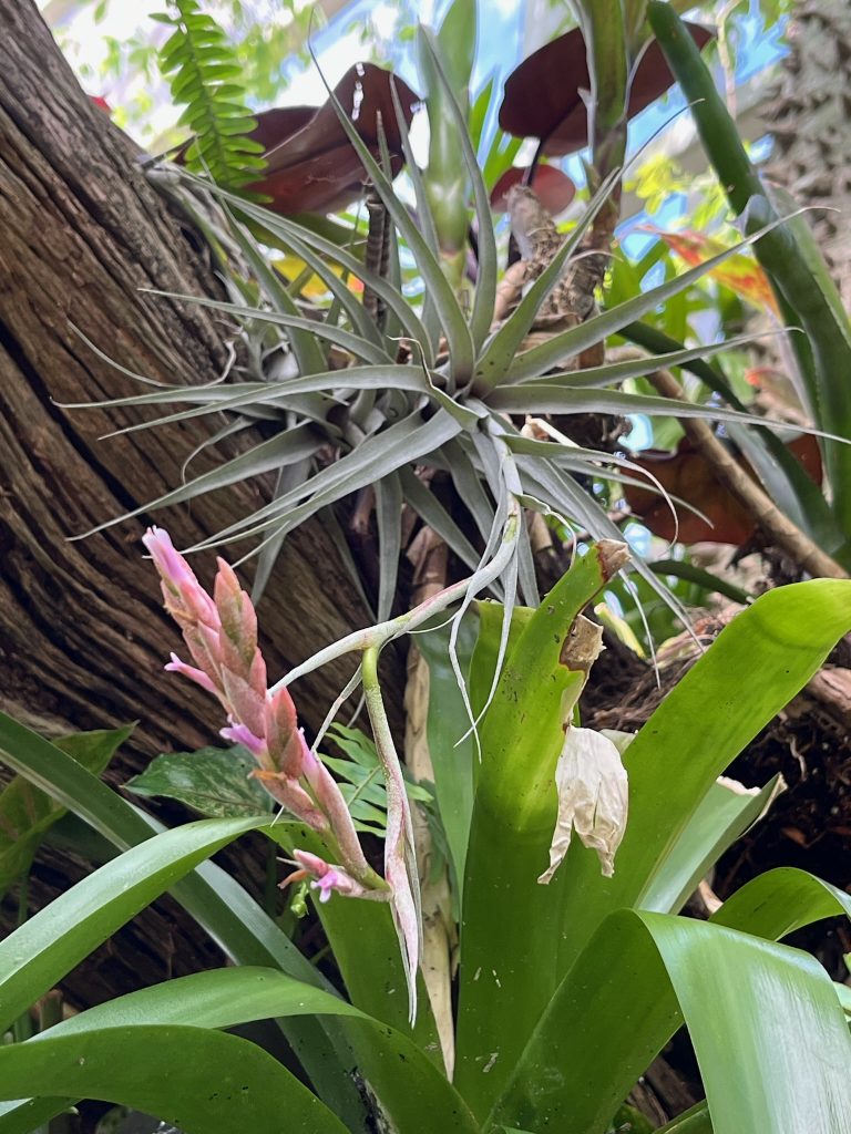 air plants on the brand of a tree