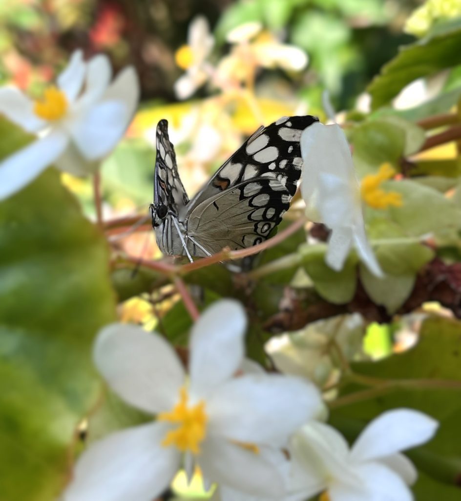 White, black and grey butterfly sitting on a stem with white flowers
