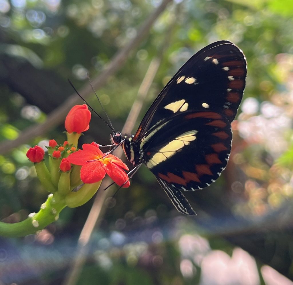 black butterfly sitting on small red flowers