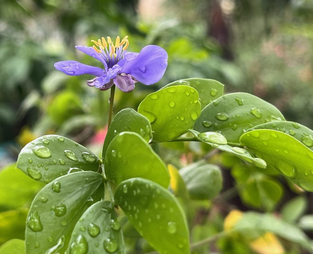purple flower with droplets of water on the petals