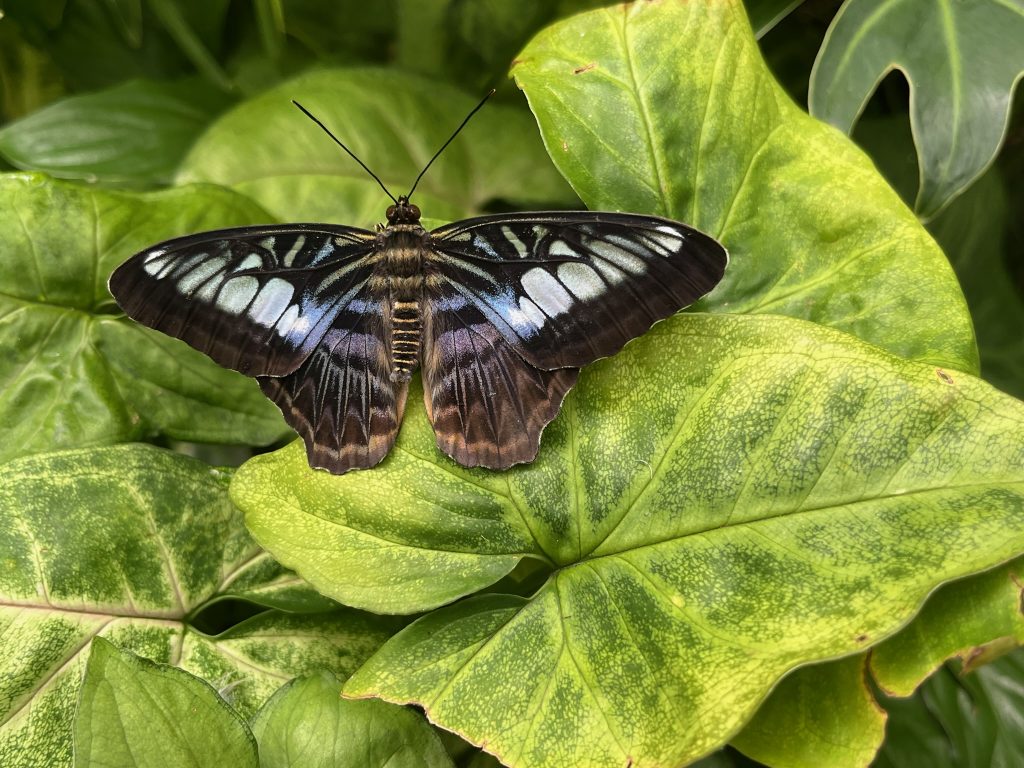 small butterfly with busy pattern on its open wings