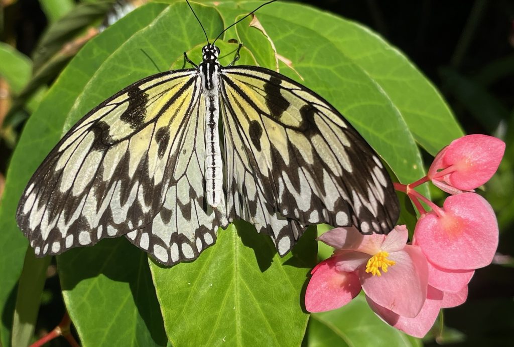large black white and yellow butterfly sitting on green leaves