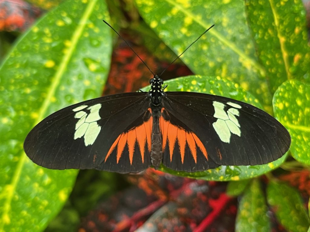 butterfly with long black wings open to show its orange and white markings