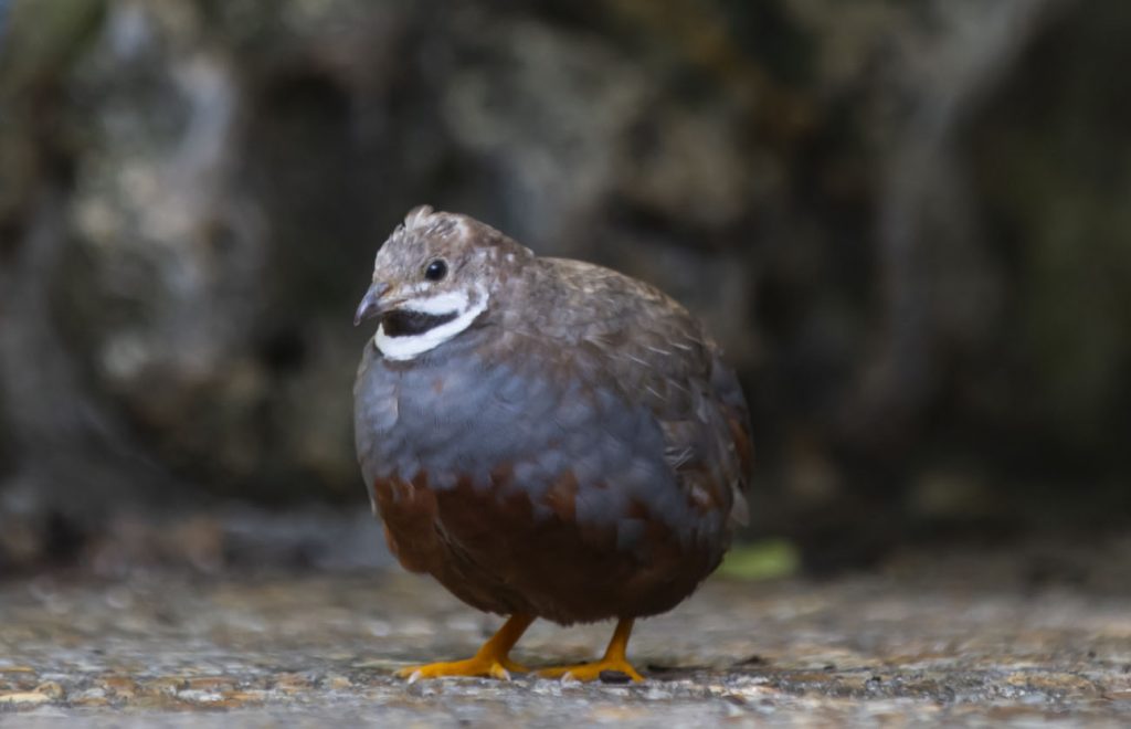 a very round bird with dramatic black and white markings under its tiny face is standing in the middle of a garden path