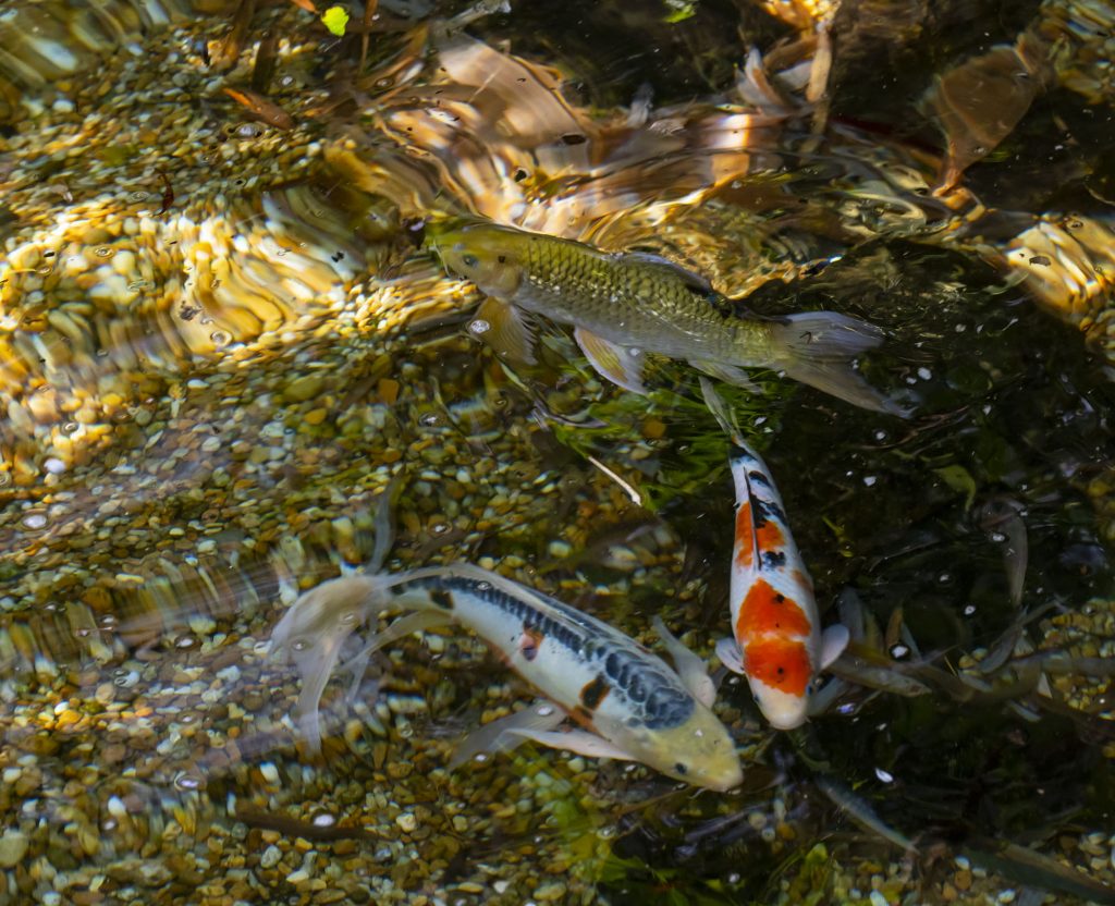 several large koi fish are swimming in clear water with blotches of red or white or golden yellow making them stand out of the shadows