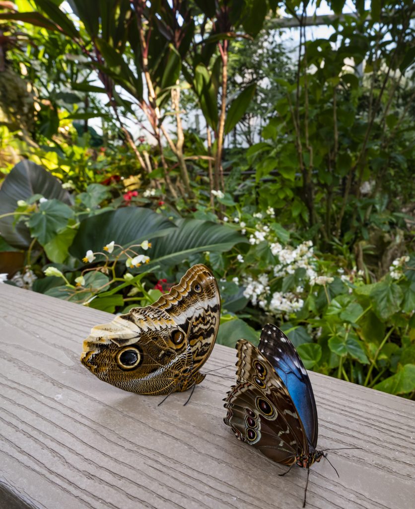 Butterflies rest on railing in the rain forest with greenery in the background