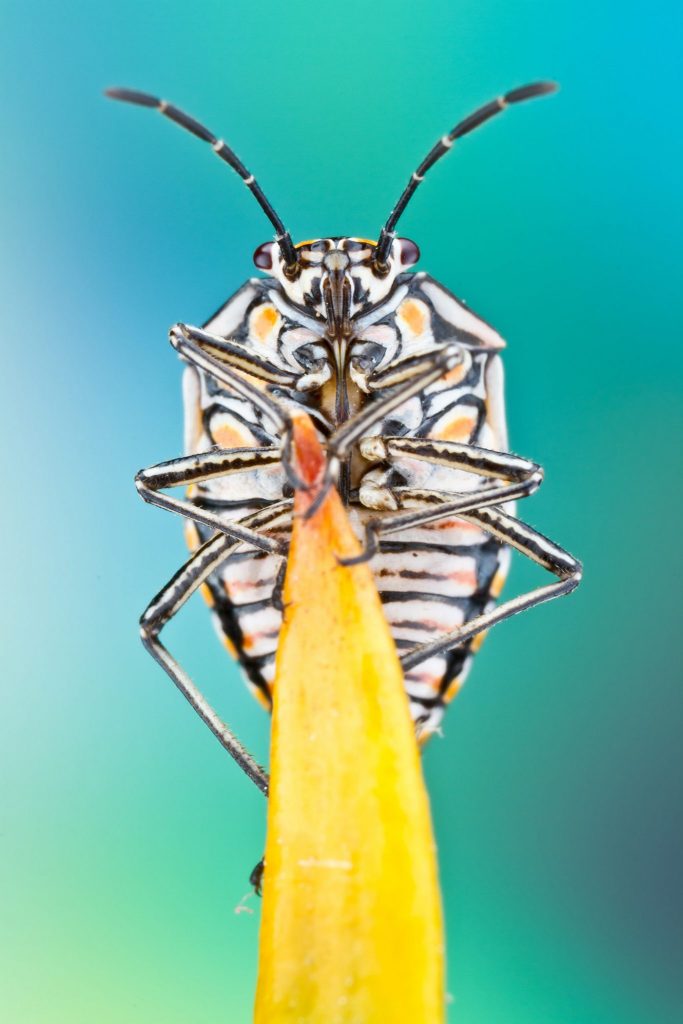 black, white, and yellow insect sitting on the end of a yellow leaf and looking at the viewer