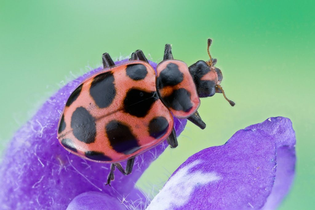 black and red beetle