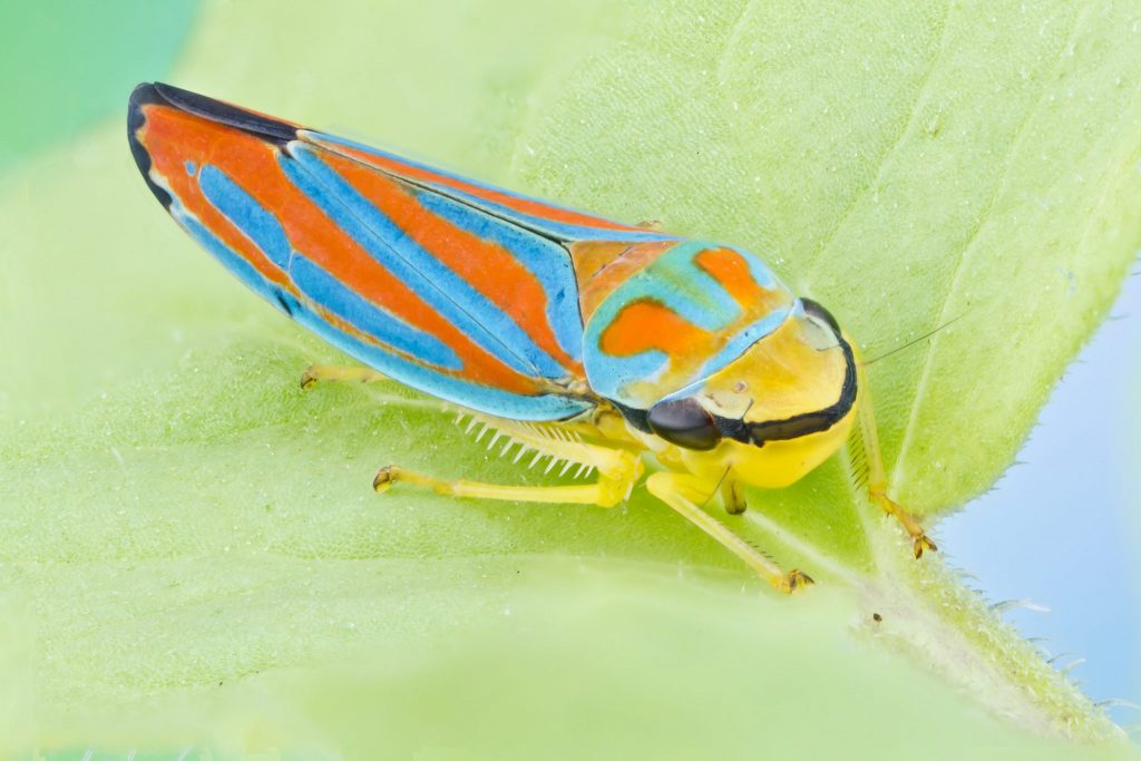 yellow, blue and orange insect