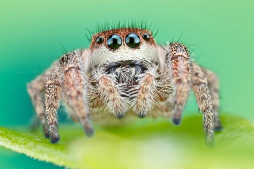 tan spider with large eyes