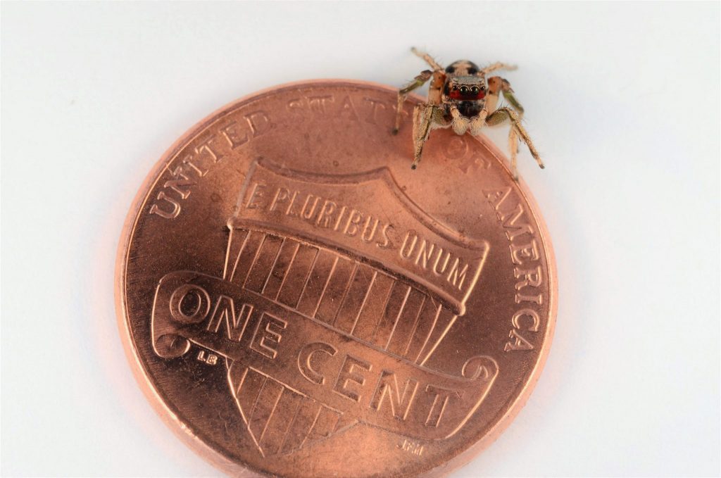 small spider sitting next to a penny