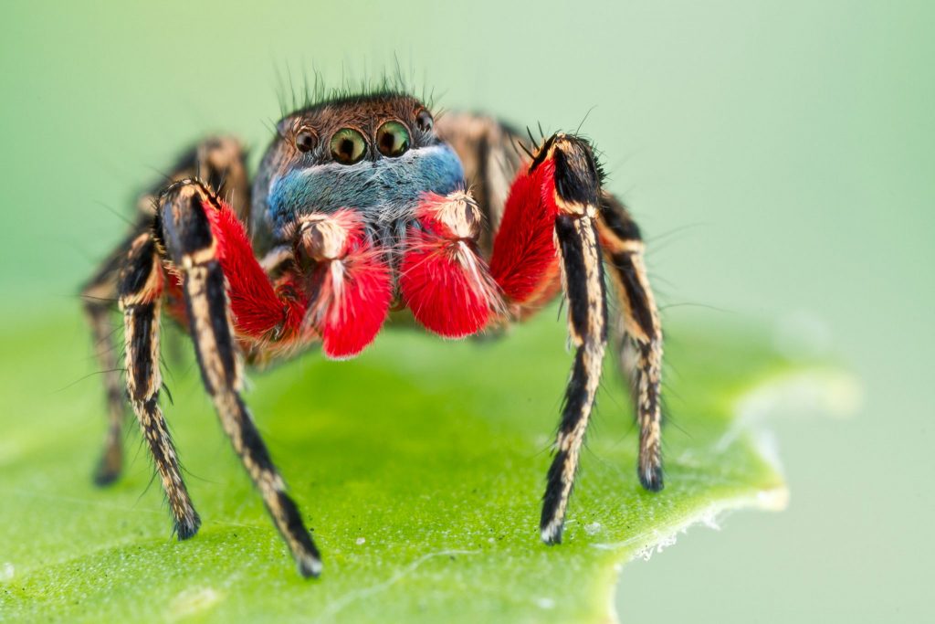 spider with red and blue markings