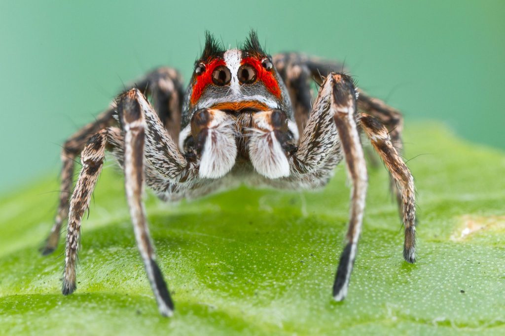 spider with red markings on its face