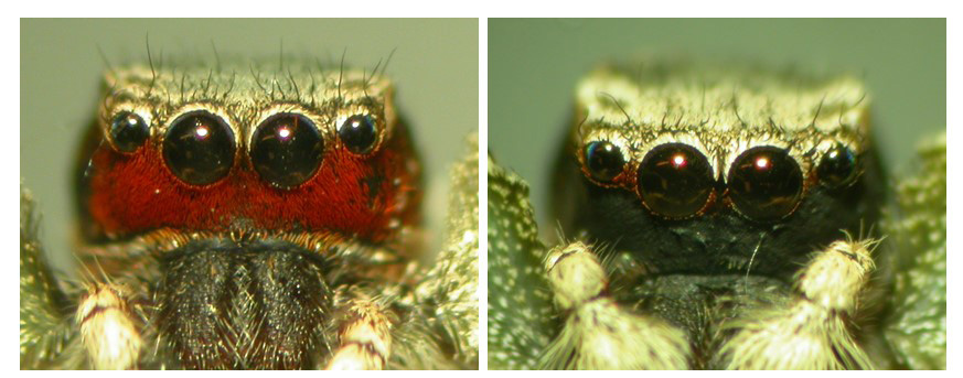 two close up images of a spiders face one with red marking and one with black markings