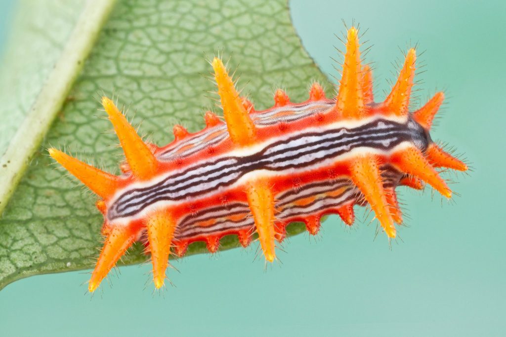 brightly colored caterpillar