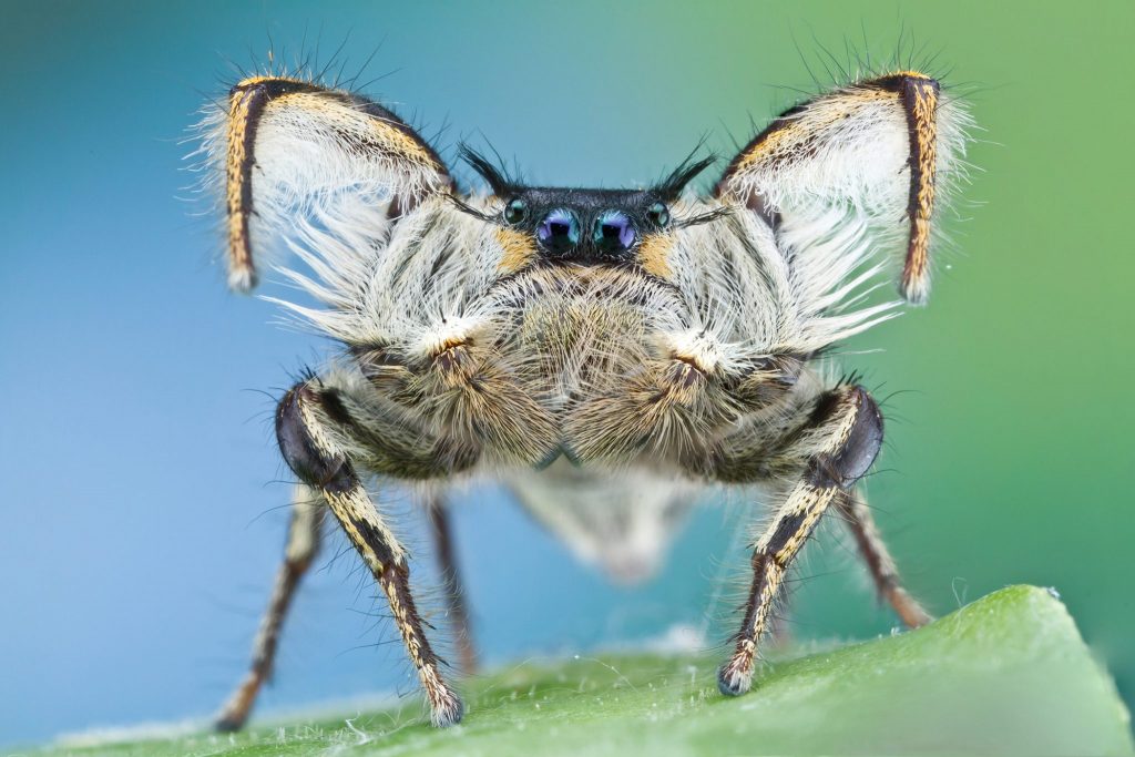 white and tan spider