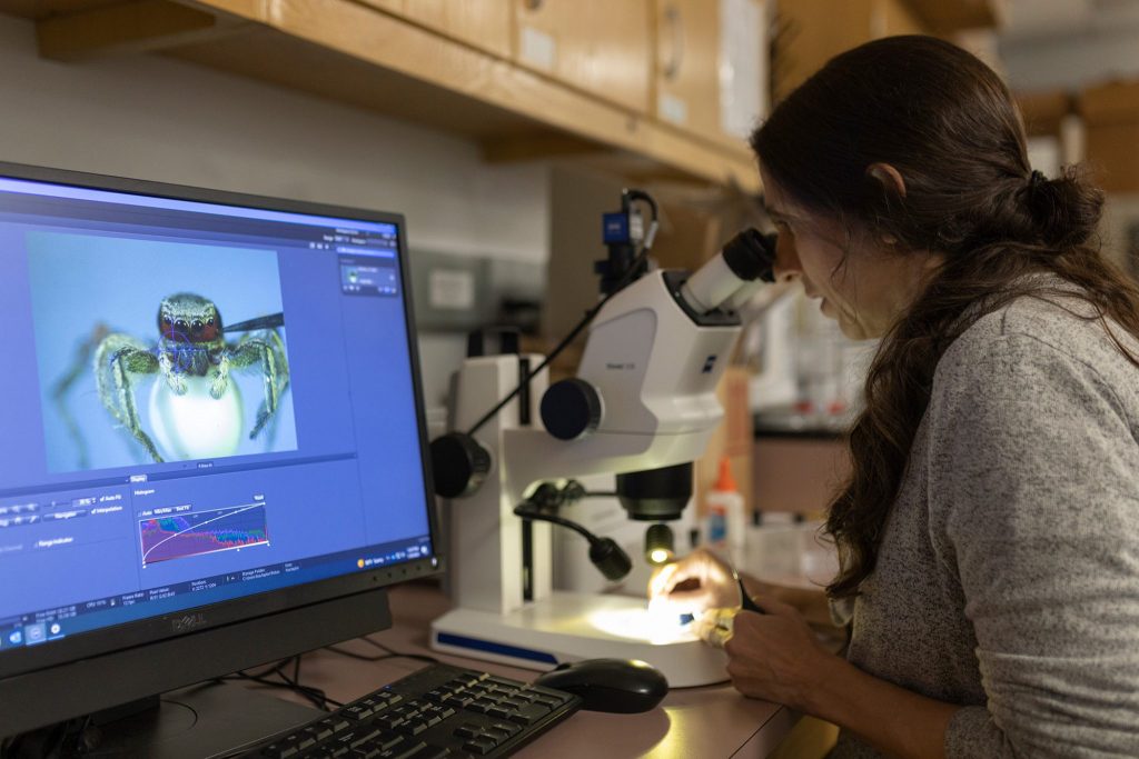 researcher using scientific equipment to see a tiny spider and change the color of the markings on the spider.