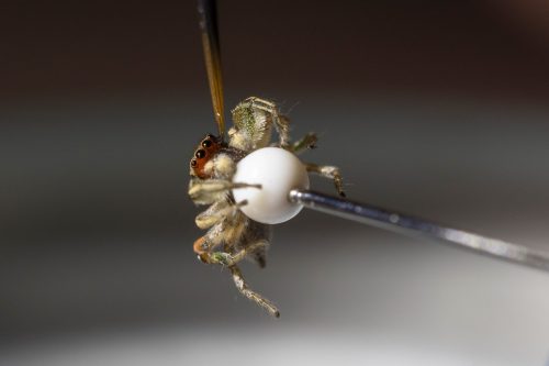 a small paint brush being used to change the color of the markings on a spider