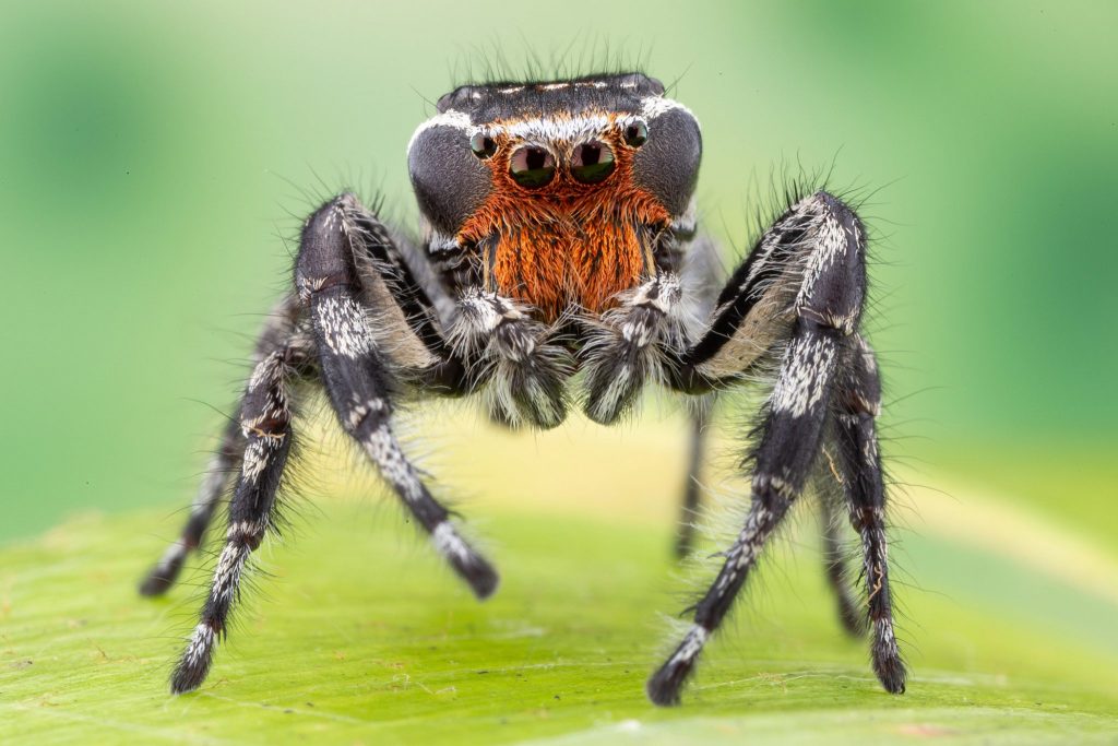 white and grey spider with brown markings on its face