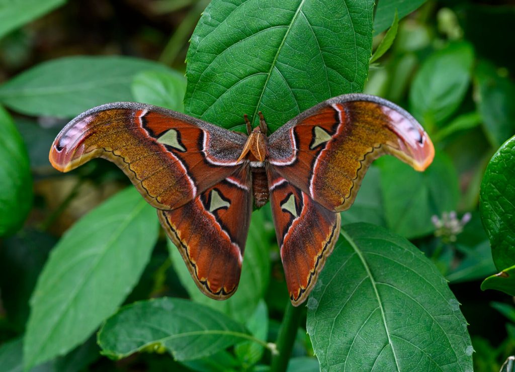 a large moth with feathery antennae and red and brown patterns on its arched wings is at rest on a leaf