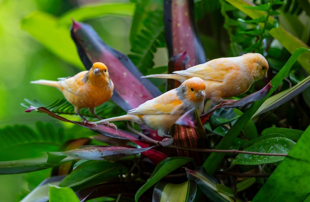 several creamy yellow birds are sitting in the cove of a plant with long strappy red and black striped leaves