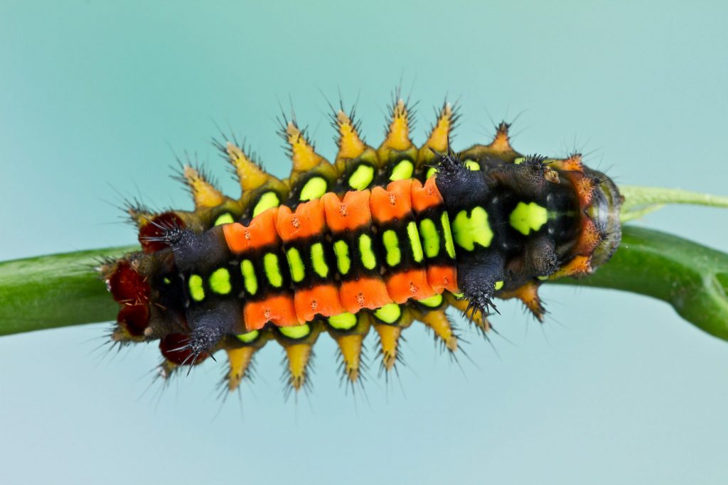 black caterpillar with bright orange and yellow markings