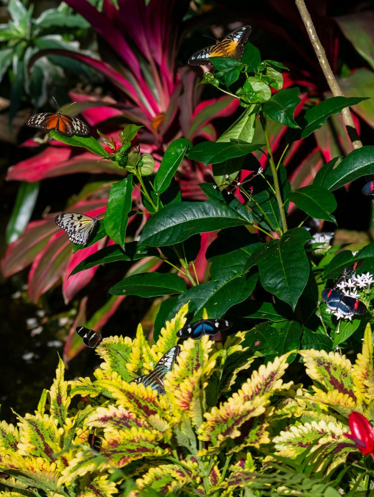 vibrant green and red foliage is the backdrop for numerous butterflies flying around