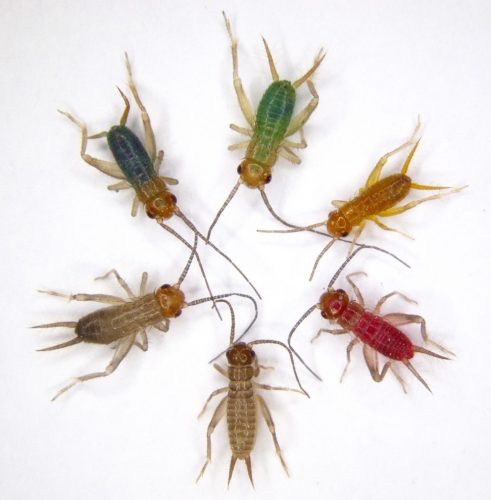 six small crickets in two are brown, one in pink, one is yellow, one is green, and the last is blue.