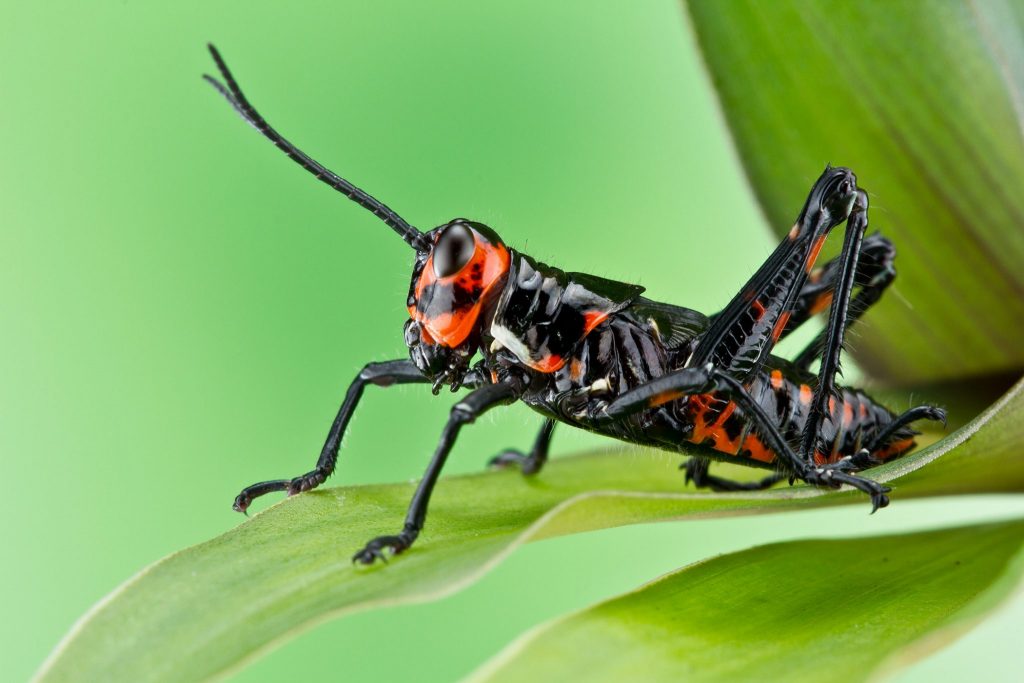 black and orange grasshopper