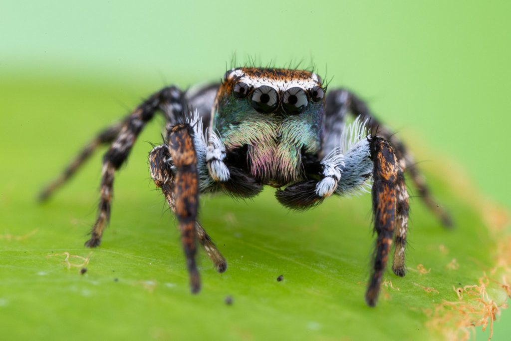 spider with iridescent marking on its face