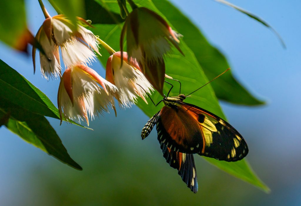 a butterfly with red and black and yellow lobed wings is hanging from a cluster of feathery bell shaped flowers in bright sunlight