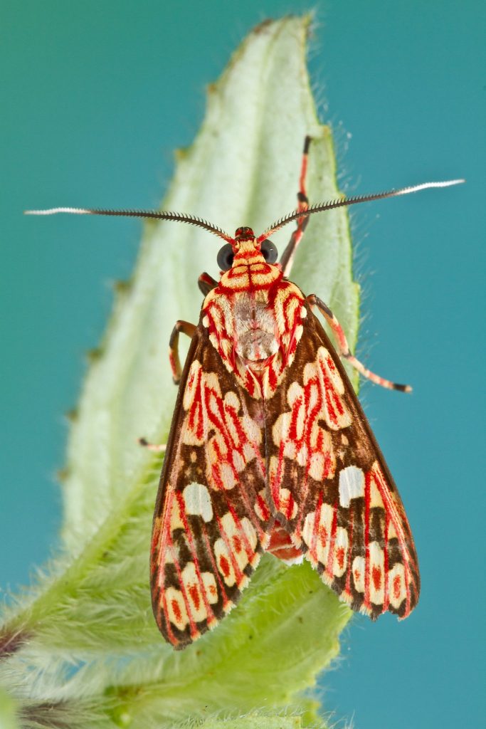 moth with tan, brown, and orange markings