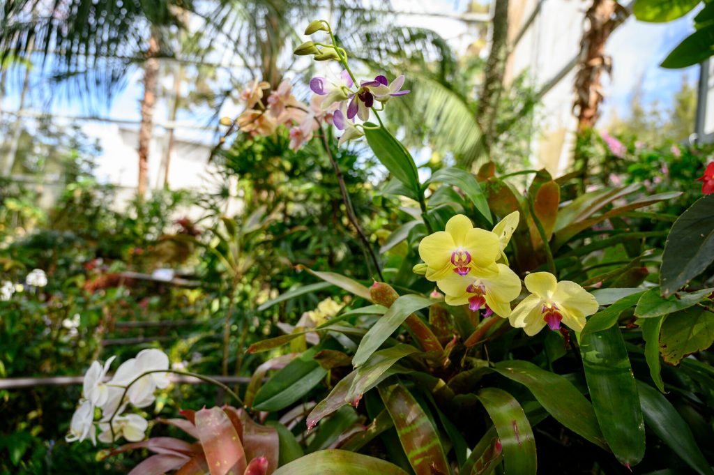 a cluster of flowing orchid plants and colorful bromeliad plants are set against a backdrop of what looks like an enclosed garden in bright morning sunlight