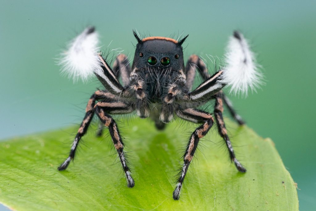 spider with a black body and tan and black striped legs. At the end of two legs are white puffs of fur.