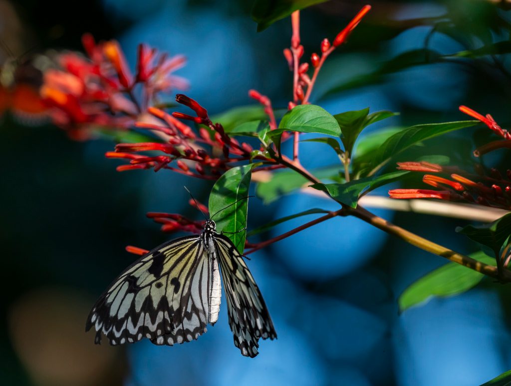 a delicate black and white butterfly is at rest on a small leaf along a sprig of long tube shaped red flowers