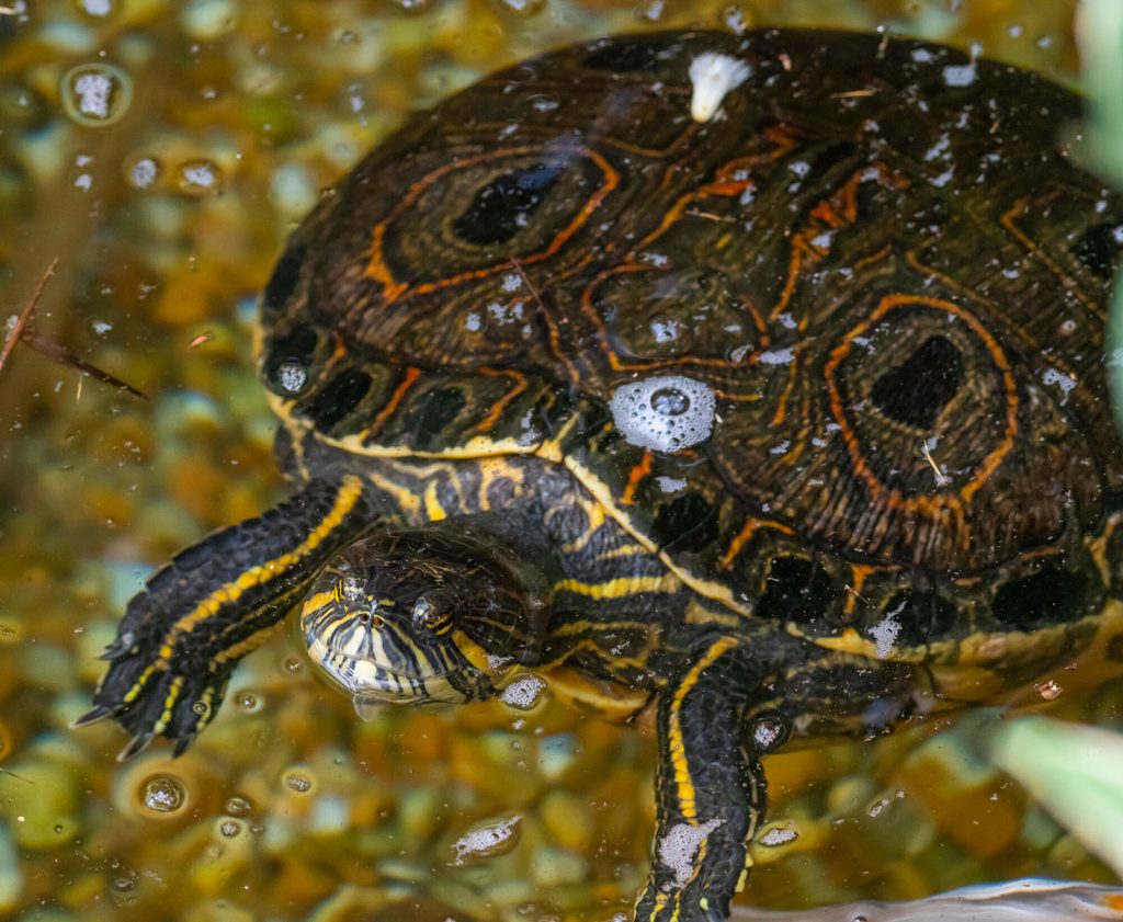 a small turtle with intricate lines on its body and shell is floating in clear water with its snout out in the air