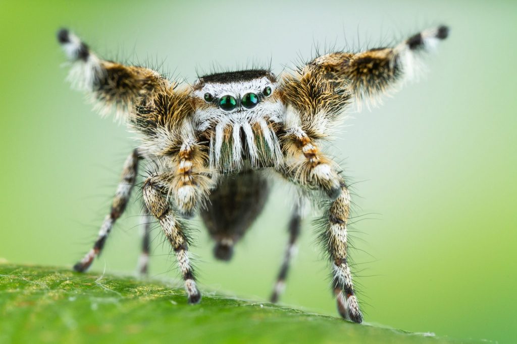 spider with tan, black, and white markings