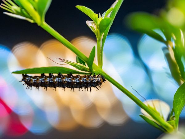 live caterpillar on a green plant