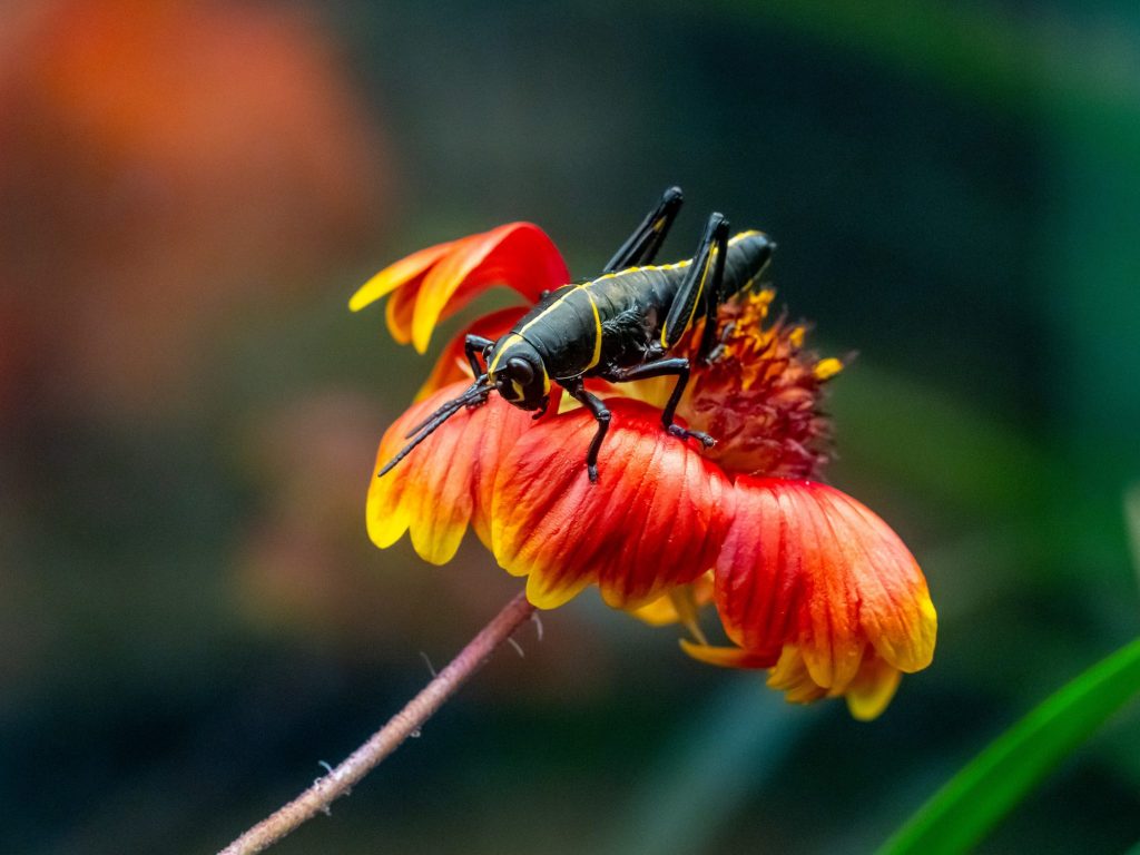 a large black grasshopper is sitting on a wilted red flower under bright light