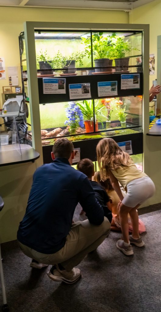 adult and children kneel in front of glass enclosures filled with live insects