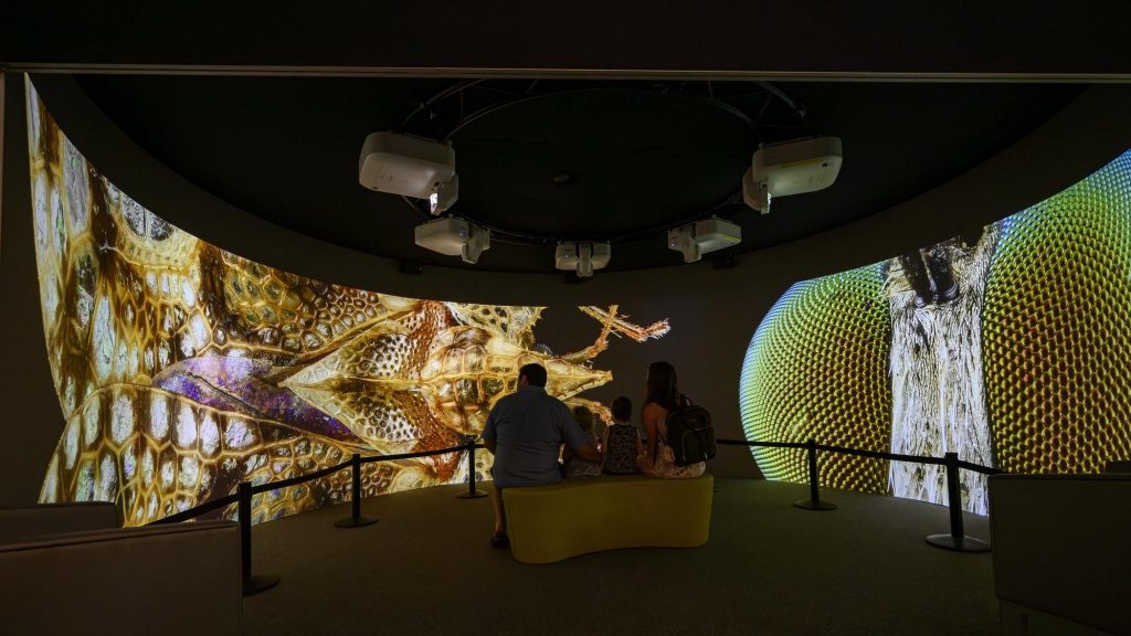 visitors watch images of insects on the 360 degree screen