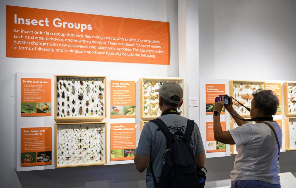 visitors look at specimen trays displayed on the wall