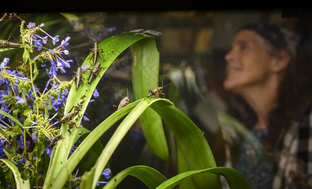 a half dozen large black grasshoppers are walking all over strappy green leaves in a habitat with a face out of focus behind glass in the background