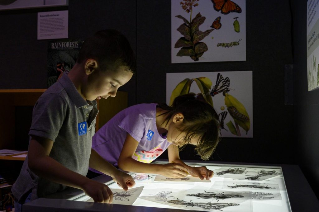 young visitors use a light table to trace images drawing of insects