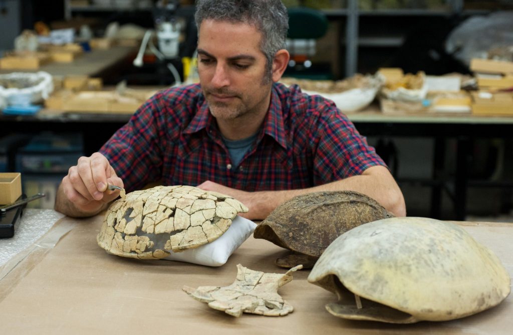 researcher reconstructing a turtle shell